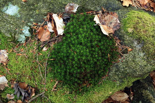 Image of Bank Haircap Moss