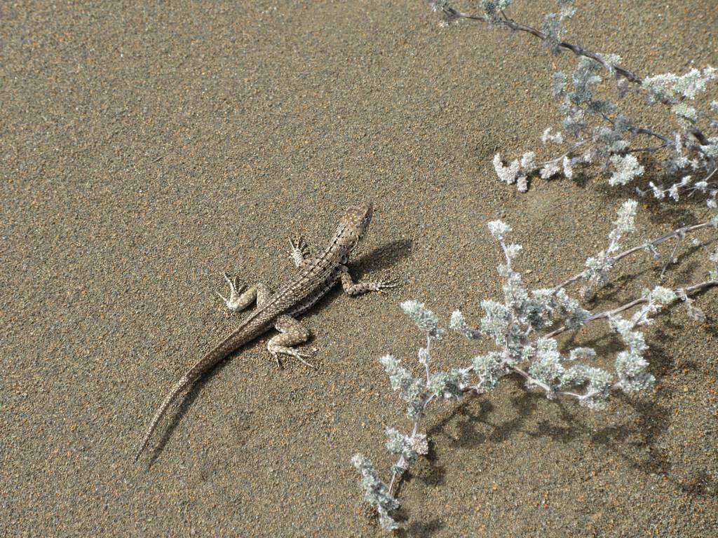 Image of Galapagos Lava Lizard