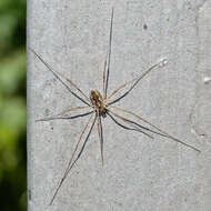 Image of Daddy longleg