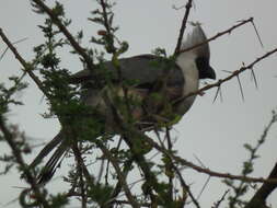 Image of Bare-faced Go-away Bird