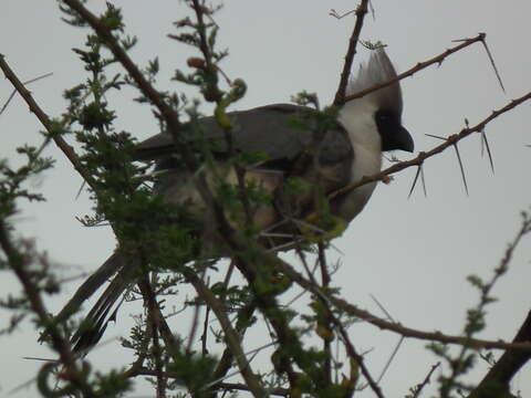 Image of Bare-faced Go-away Bird