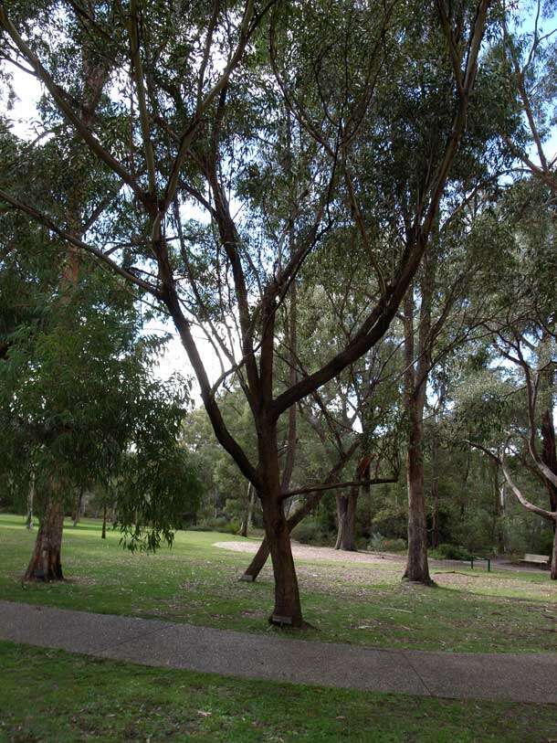 Image of Eucalyptus blaxlandii Maiden & Cambage