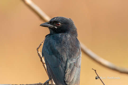 Image of Black Drongo