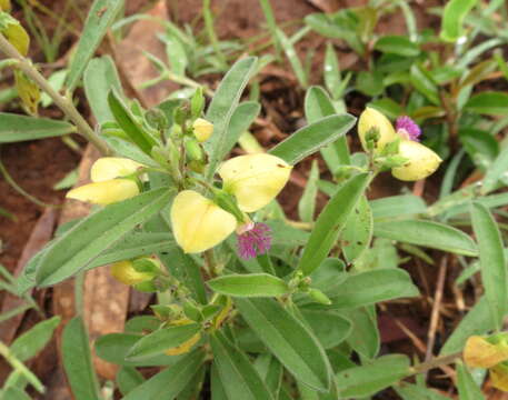 Image of Polygala persicariifolia DC.