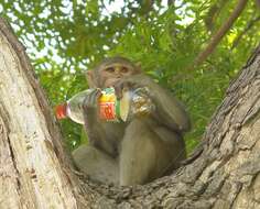 Image of Rhesus Monkey