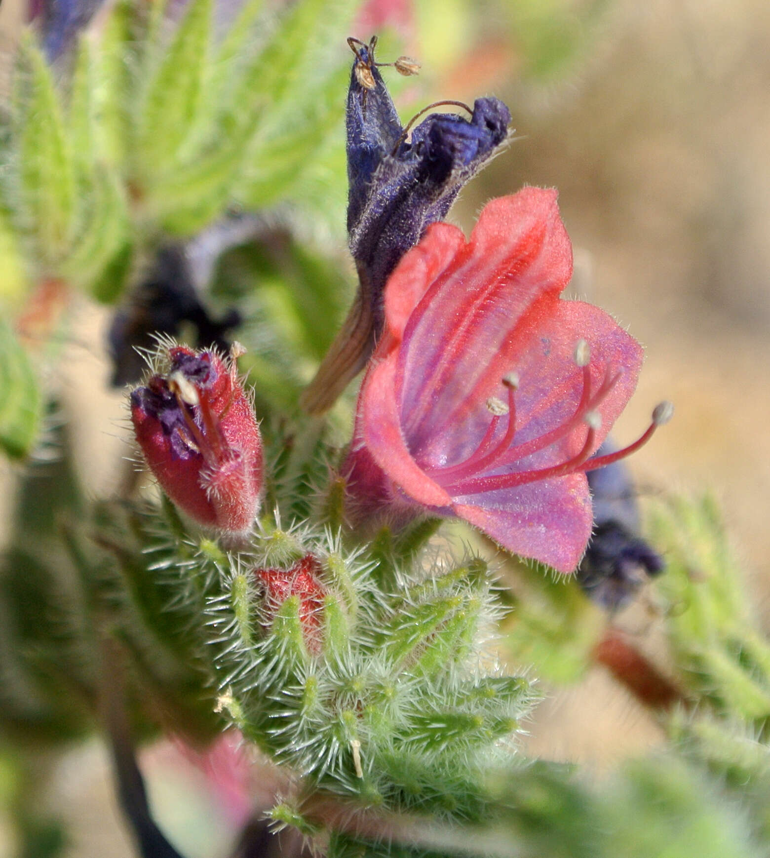 Echium judaeum Lacaita的圖片