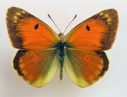 Image of Colias romanovi Grum-Grshimailo 1885