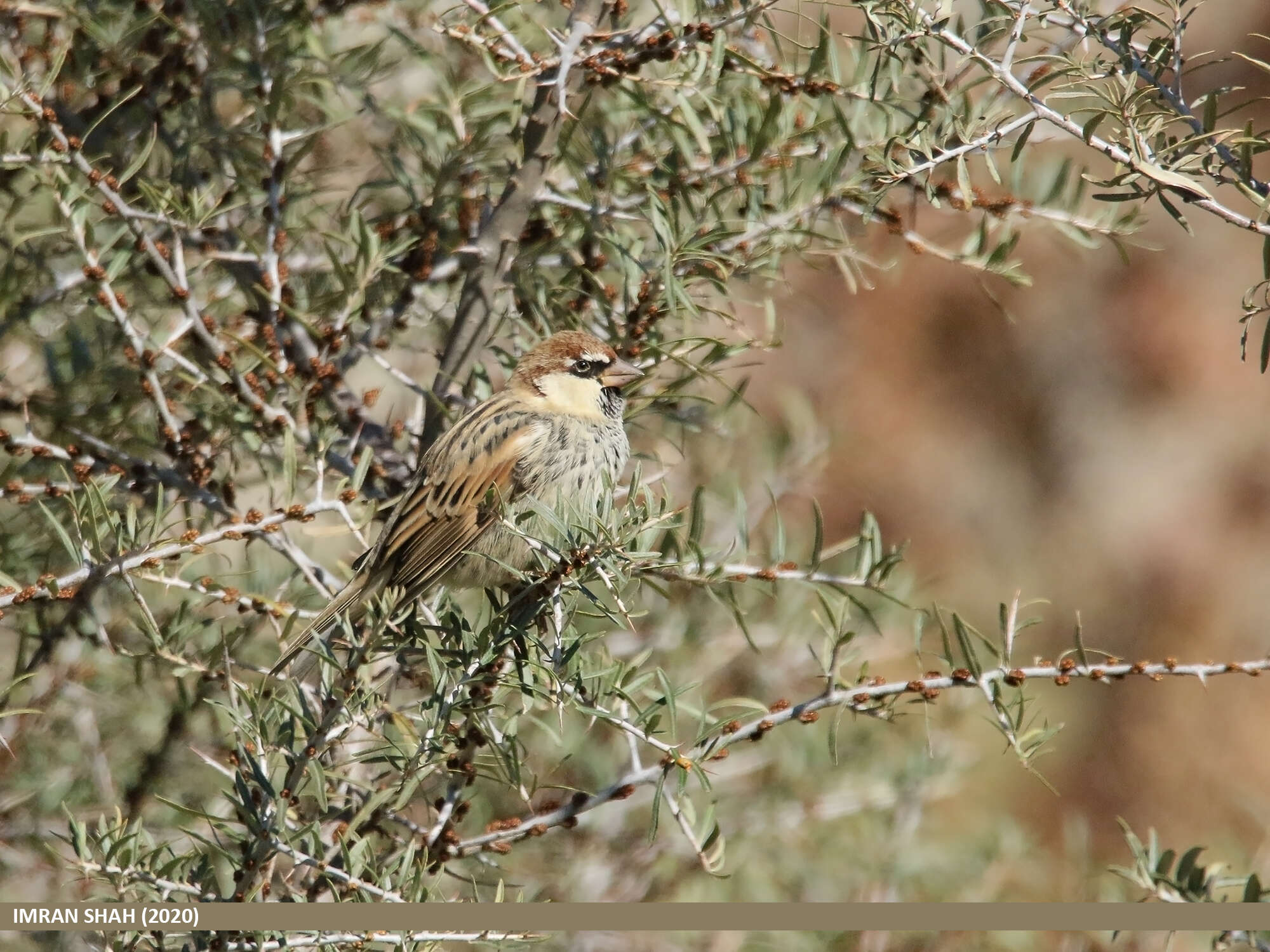 Image of Spanish Sparrow