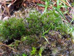 Image of campylopus moss