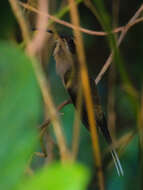 Image of Long-billed Hermit