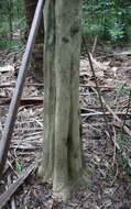 Image of Vitex lignum-vitae A. Cunn. ex Schauer