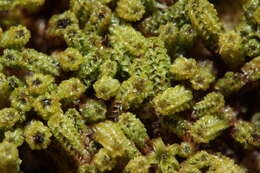 Image of paludella moss