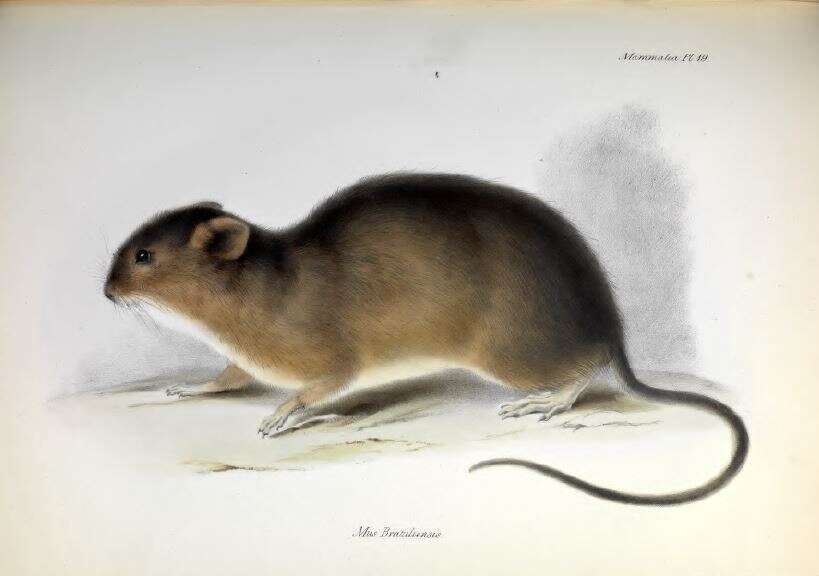Image de Holochilus Brandt 1835