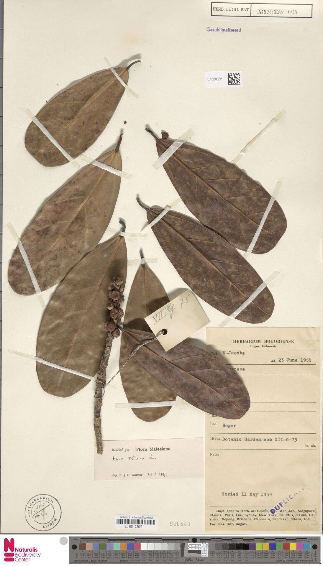 Image of Ficus retusa L.