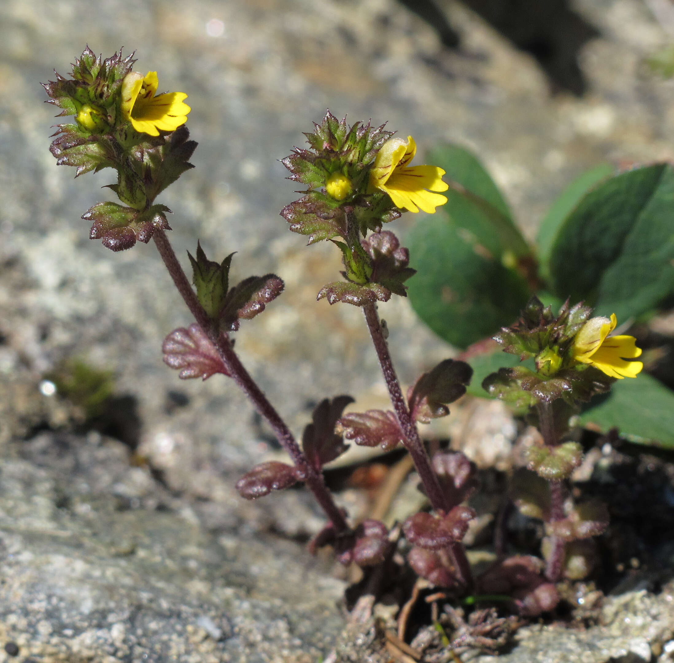 Image of Euphrasia minima Jacq. ex DC.