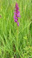 Image of Narrow-leaved marsh-orchid