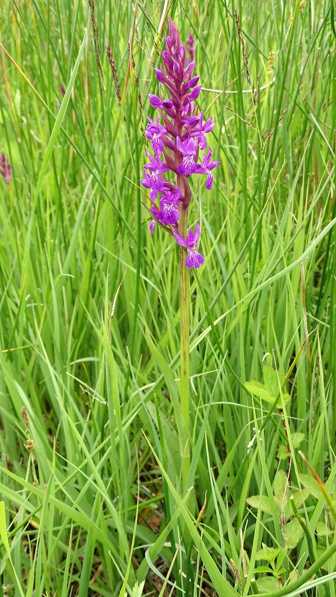 Image of Narrow-leaved marsh-orchid