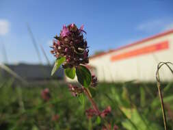 Image of Large Thyme