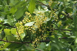 Image of Chinese perfume tree