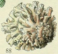 Image of Chama Linnaeus 1758