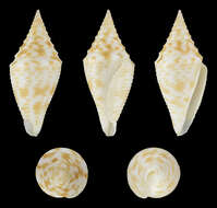 Image de Conus praecellens A. Adams 1854