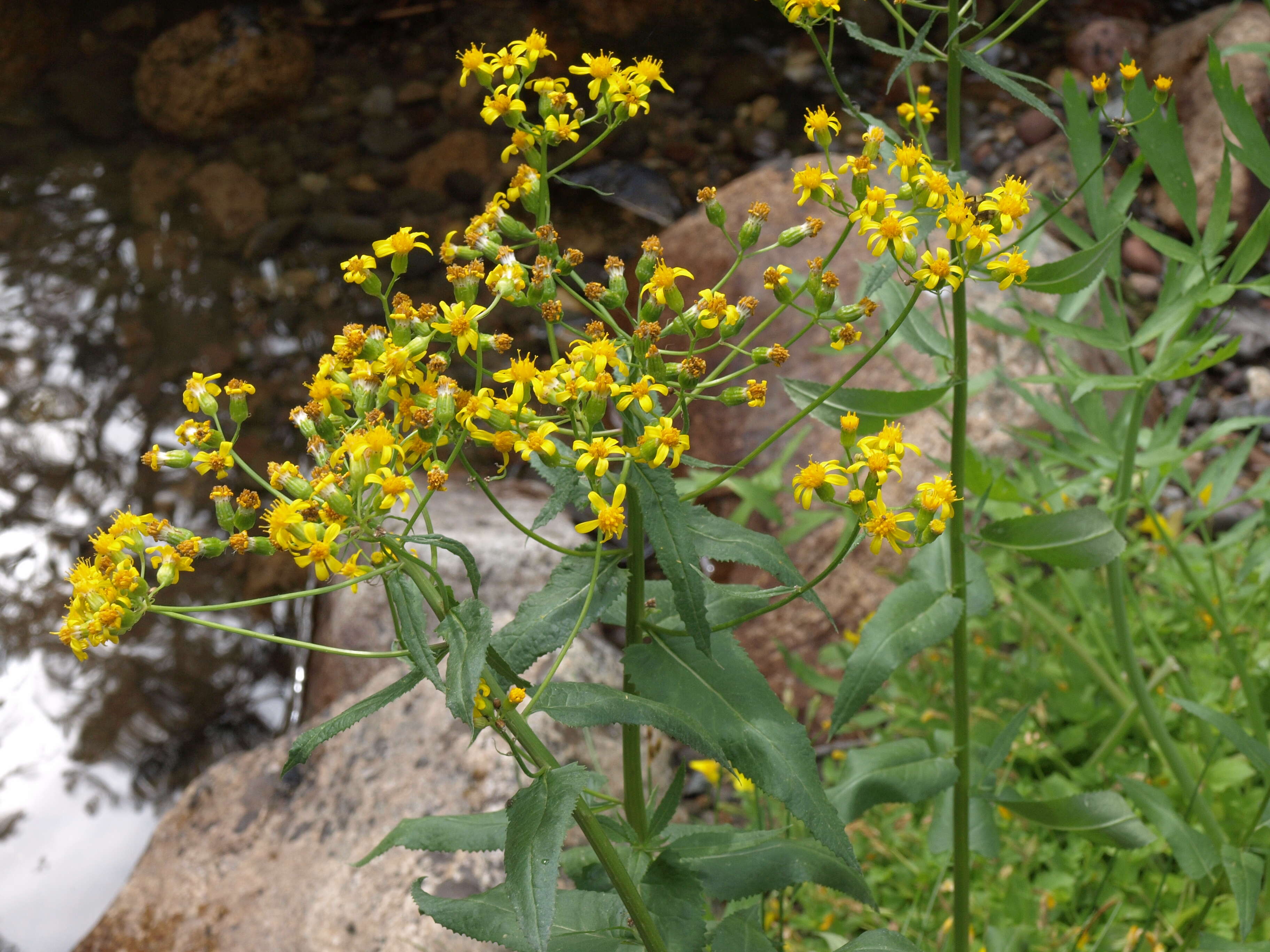 Imagem de Senecio triangularis Hook.