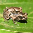 Image of Raorchestes agasthyaensis Zachariah, Dinesh, Kunhikrishnan, Das, Raju, Radhakrishnan, Palot & Kalesh 2011