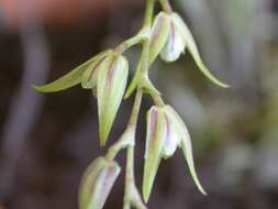 Imagem de Acianthera gracilis (Barb. Rodr.) F. Barros & L. R. S. Guim.