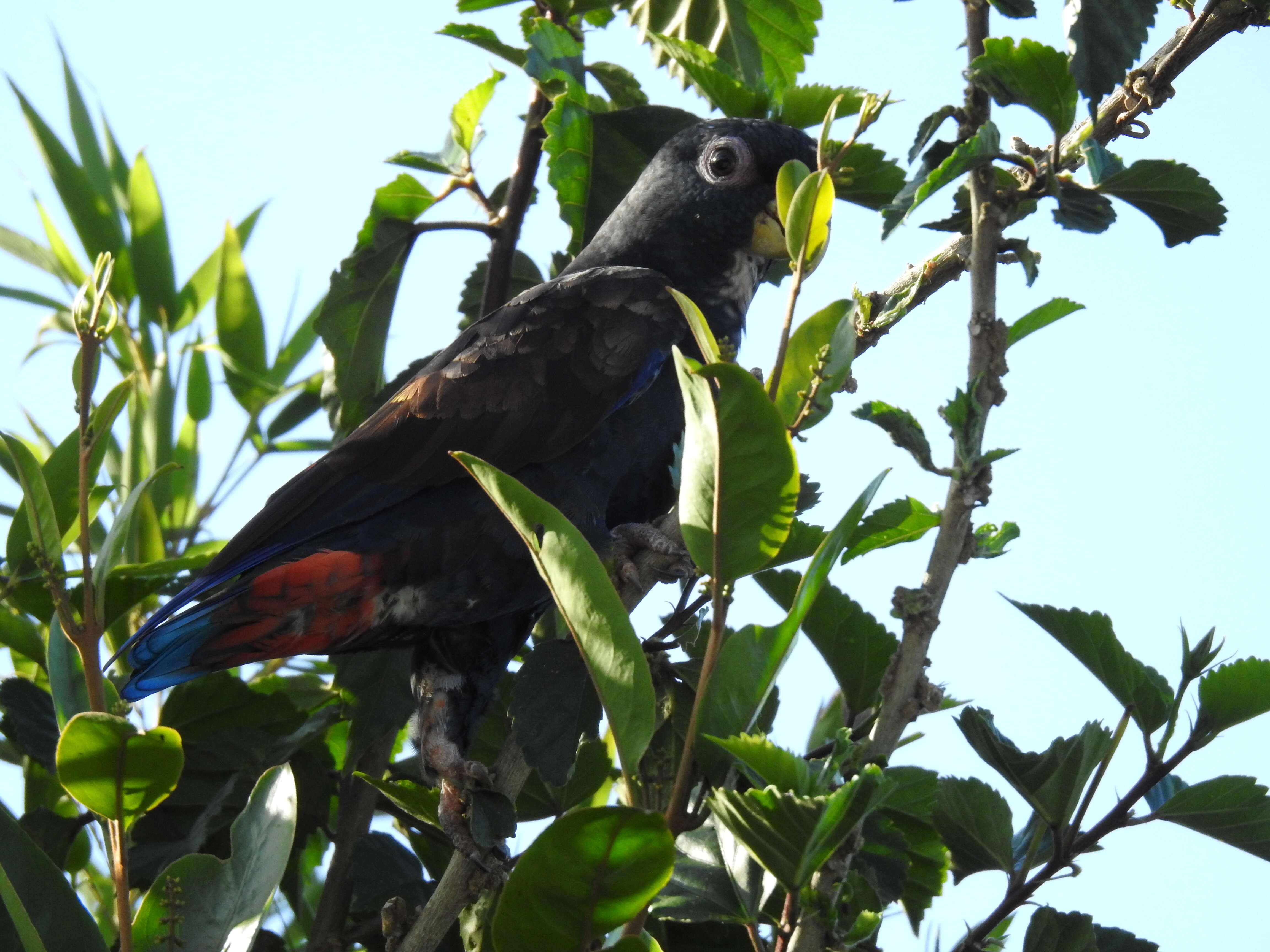 Image of Bronze-winged Parrot