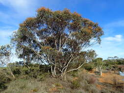 Image of Eucalyptus cooperiana F. Müll.