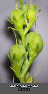 Image of broomleaf toadflax