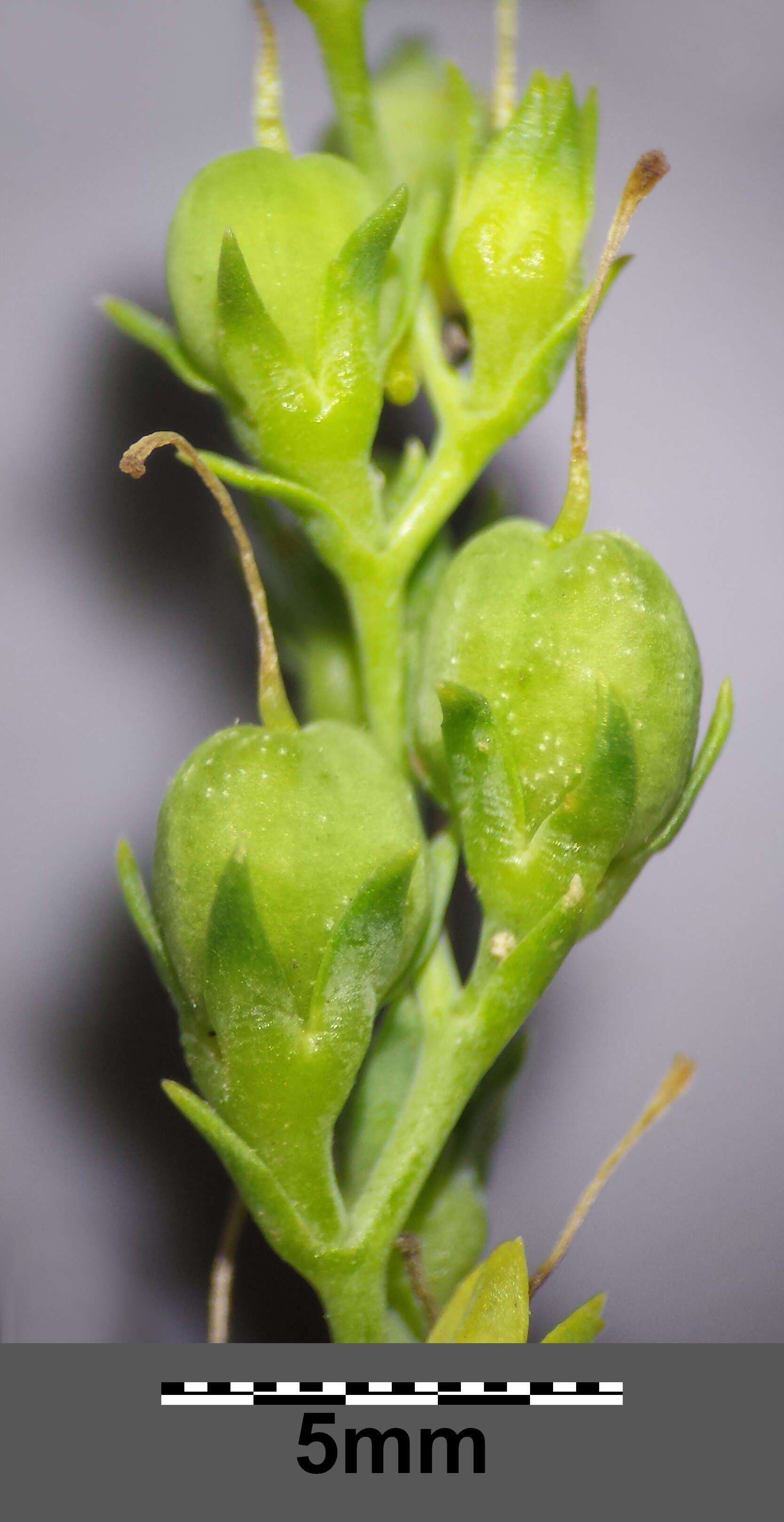 Imagem de Linaria genistifolia (L.) Mill.