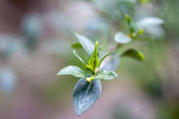 Image of Cape jasmine