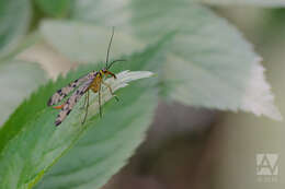 Image of scorpionflies