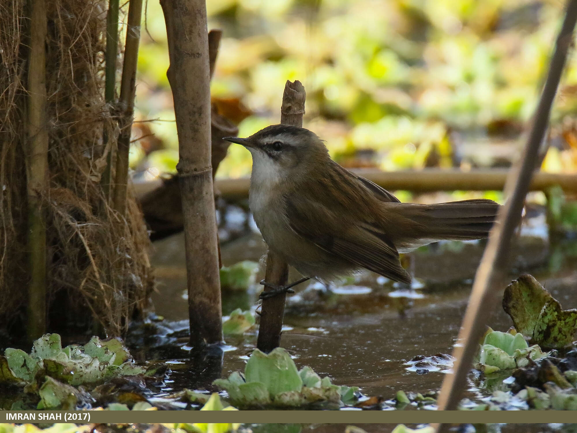 Image of Moustached Warbler