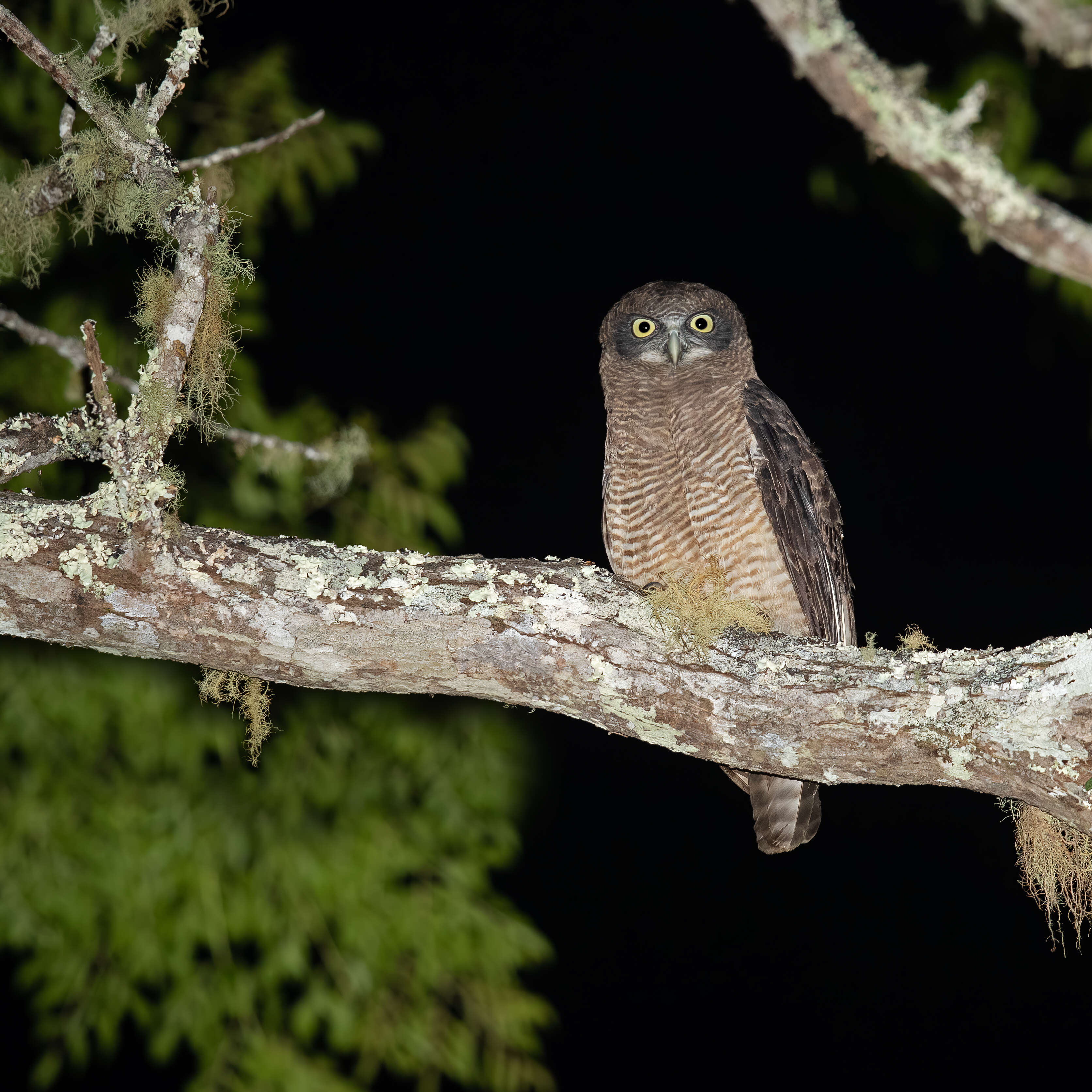 Image of Rufous Boobook