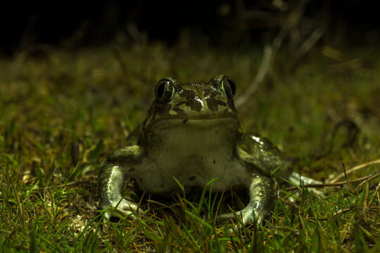 Image of Iberian Spadefoot Toad