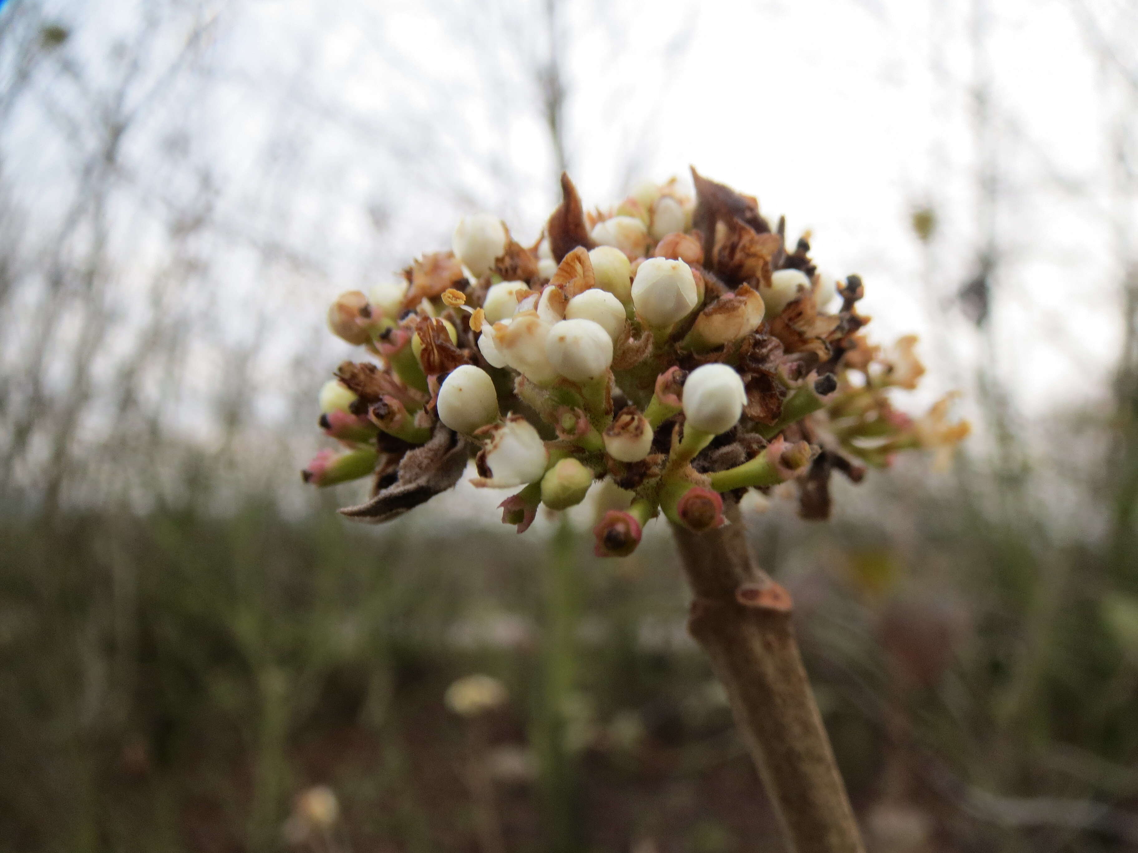 Image of Wayfaring-tree