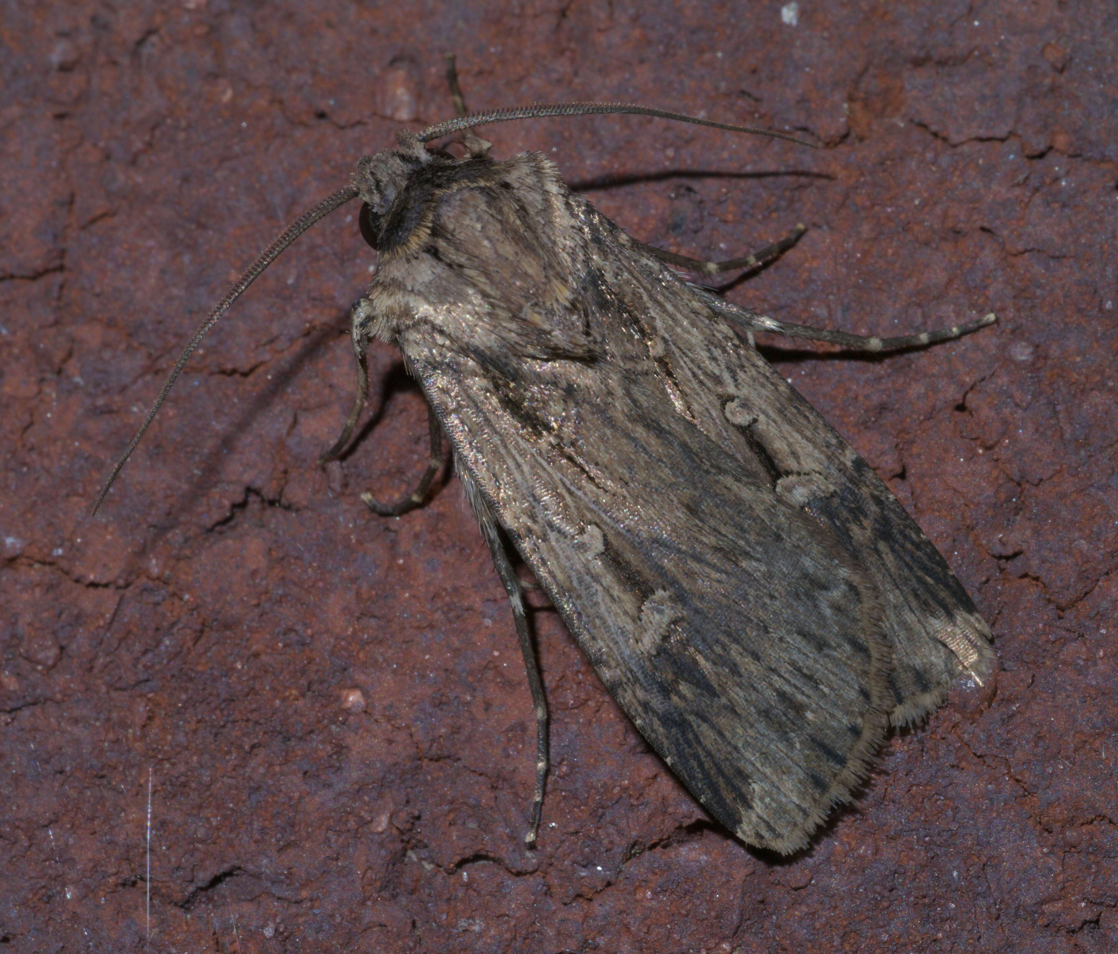 Image of Feltia subterranea