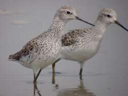 Image of Marsh Sandpiper