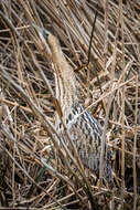 Image of great bittern, bittern