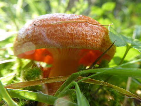 Слика од Lactarius porninsis Rolland 1890