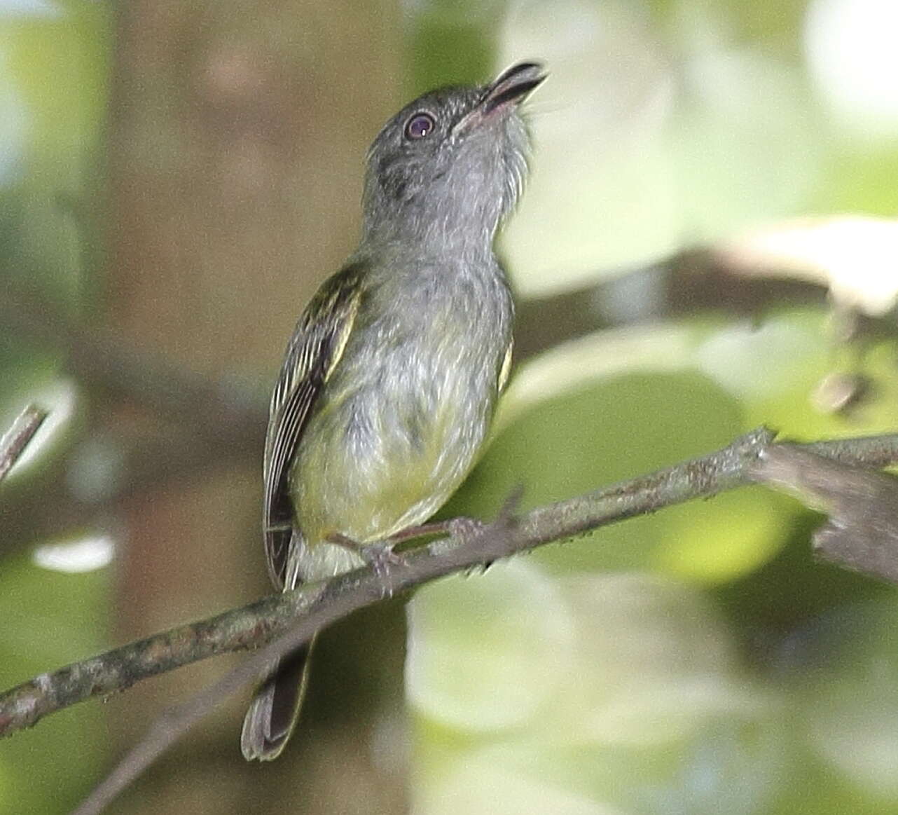 Image of Northern Bentbill