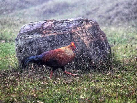 Image of Ceylon Junglefowl