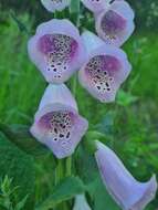 Imagem de Digitalis purpurea L.