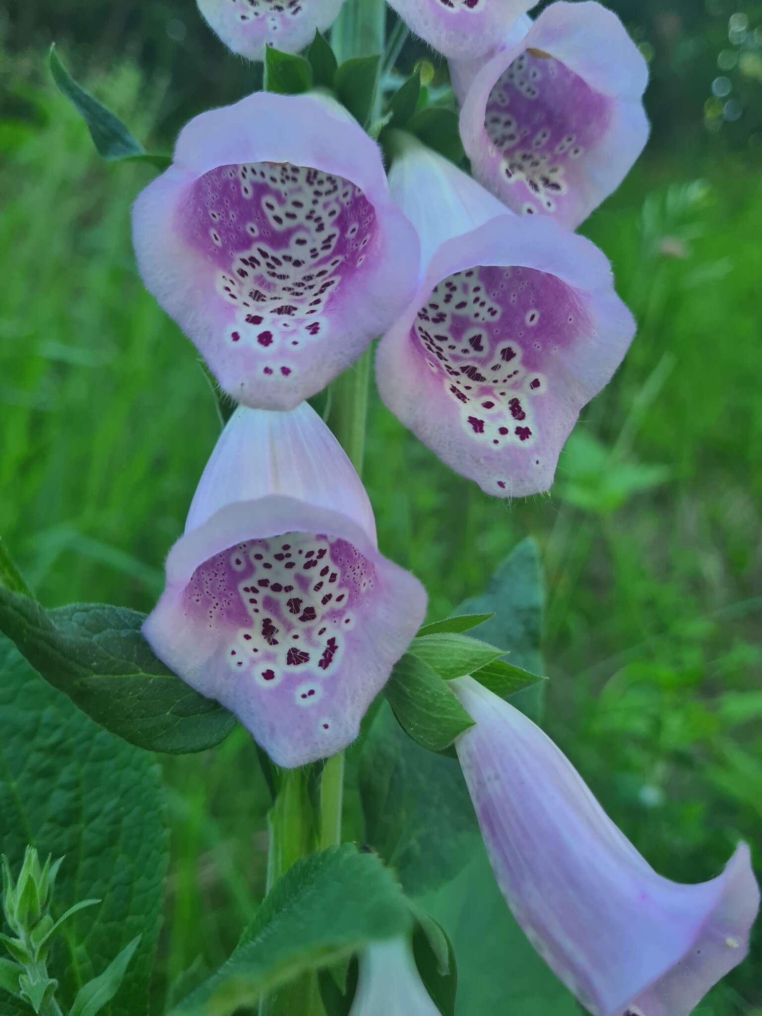 Imagem de Digitalis purpurea L.