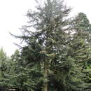 Image of Shensi Fir