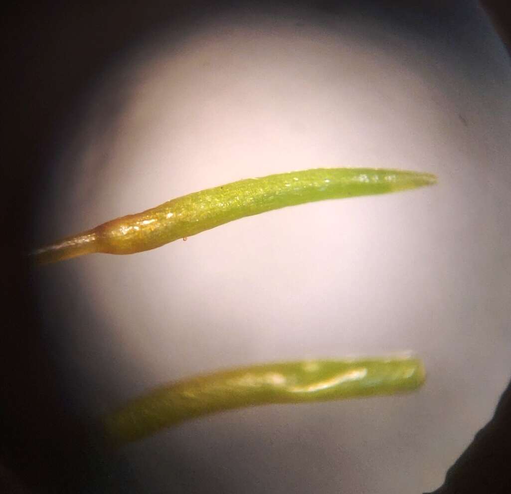 صورة Syntrichia ruralis Weber & D. Mohr 1803