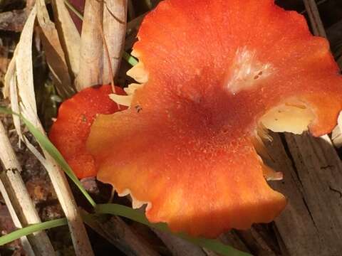 Image of Hygrocybe miniata (Fr.) P. Kumm. 1871