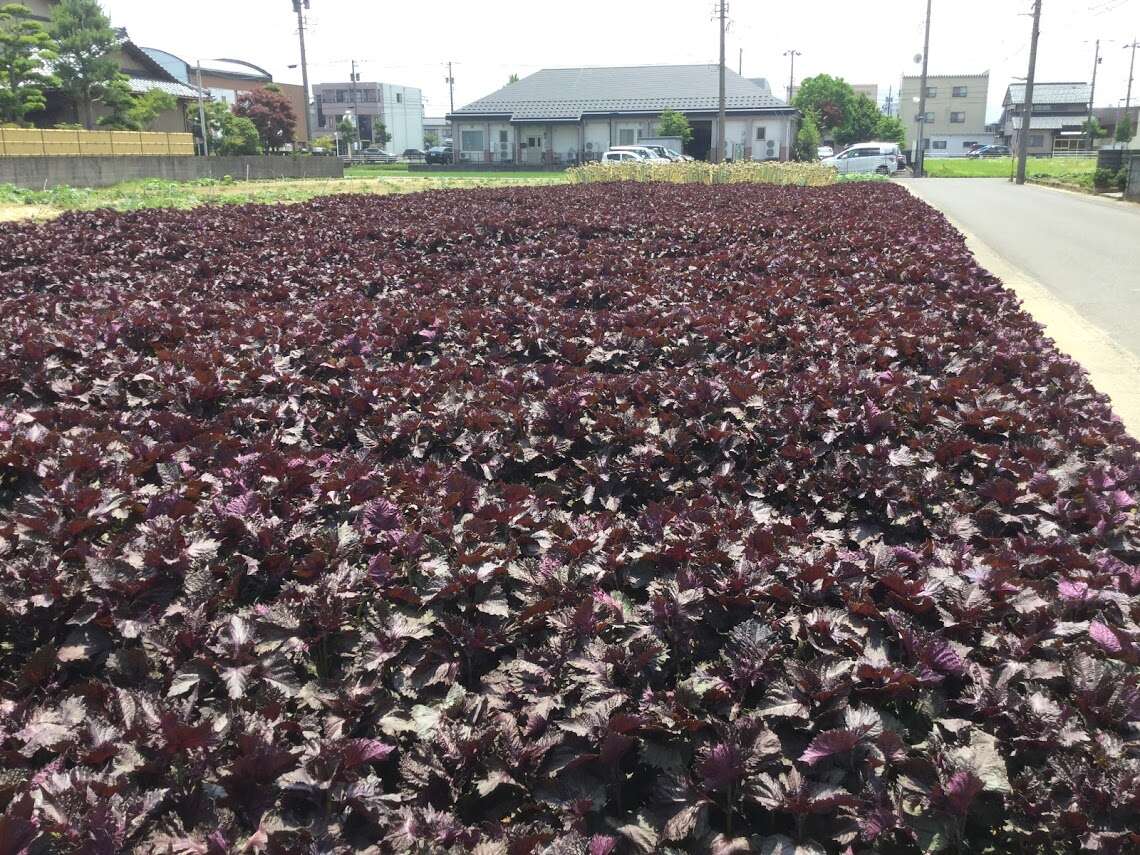 Image of beefsteakplant